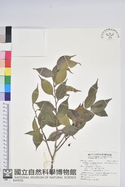 珍珠花、長尾葉越橘藏品圖，第1張