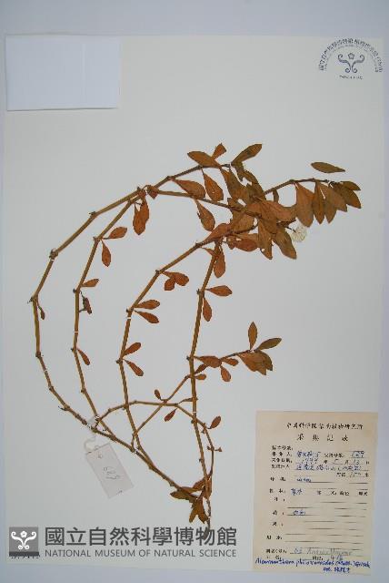 空心蓮子草藏品圖，第1張