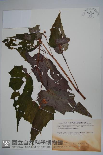 武威山秋海棠藏品圖，第1張