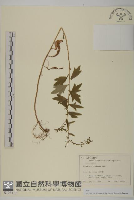 庵蒿藏品圖，第1張