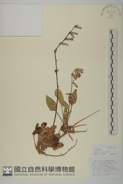 石寶茶藤藏品圖，第1張