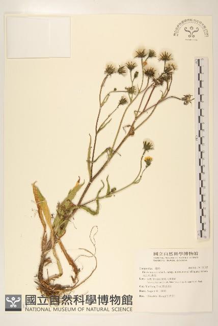 玉山毛蓮菜藏品圖，第1張