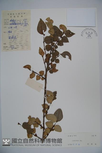 登錄號:S038113藏品圖，第1張