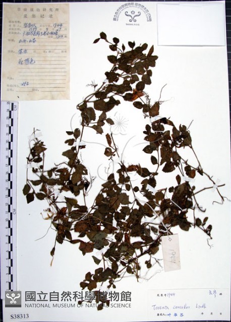 倒地蜈蚣藏品圖，第1張