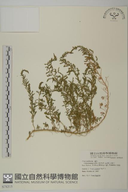 臭杏、土荊芥藏品圖，第1張