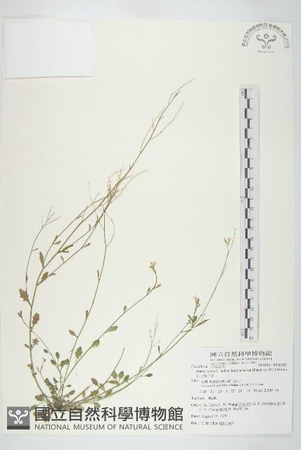 玉山筷子芥藏品圖，第1張