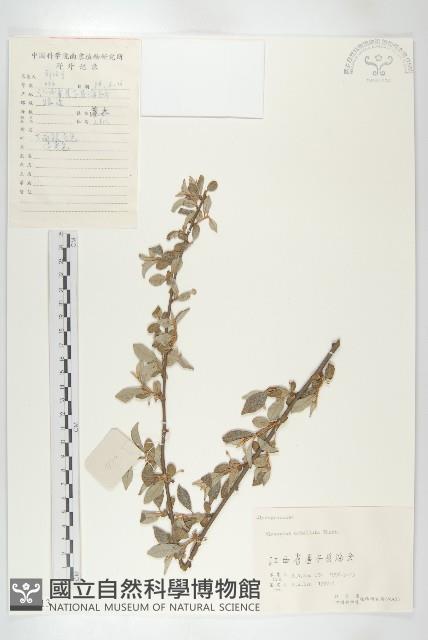 小葉胡頹子藏品圖，第1張