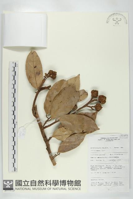 登錄號:S069813藏品圖，第1張