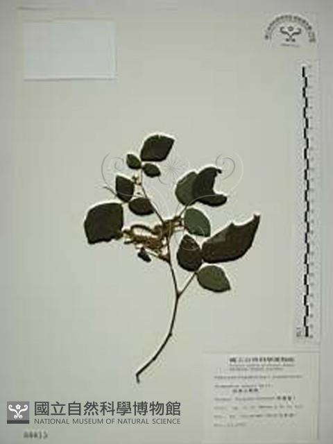 波葉山螞蝗藏品圖，第1張