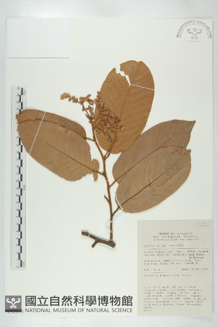 登錄號:S058813藏品圖，第1張