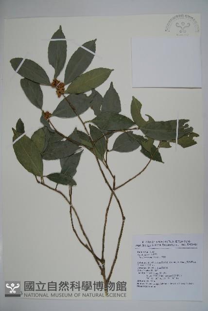 糊樗藏品圖，第1張