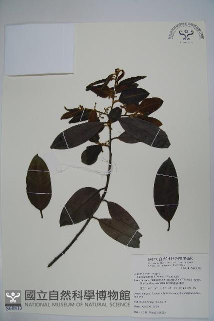 忍冬葉冬青藏品圖，第1張