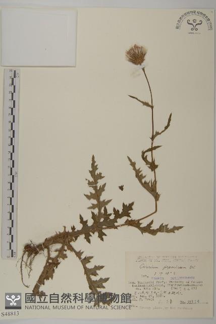 小薊藏品圖，第1張