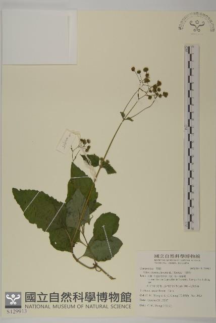 下田菊藏品圖，第1張