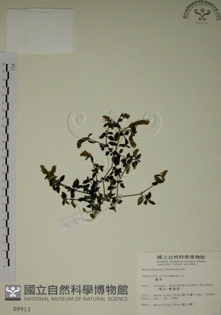 爵床藏品圖，第1張