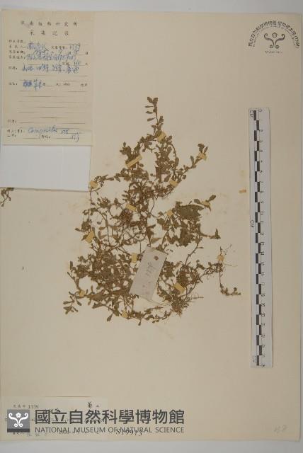 石胡荽、吐金草藏品圖，第1張