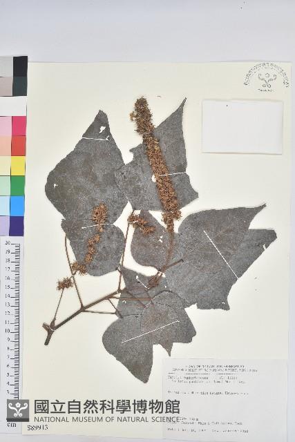 白匏子藏品圖，第1張