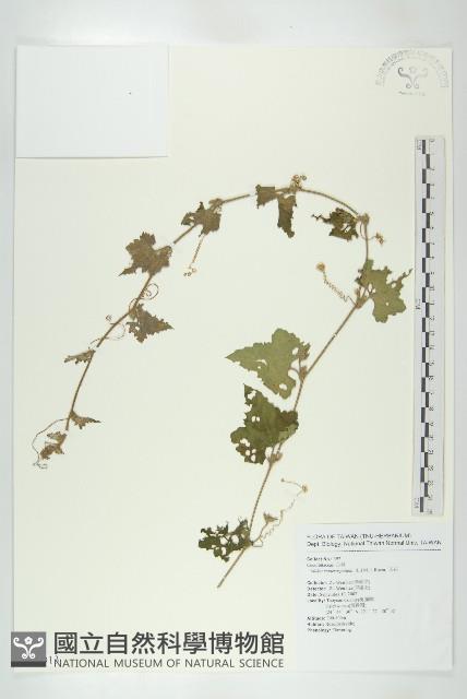 天花藏品圖，第1張