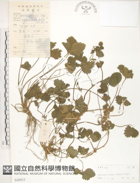 蛇莓、地莓、龍吐珠藏品圖，第1張