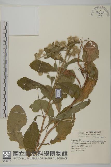 裂葉艾納香藏品圖，第1張