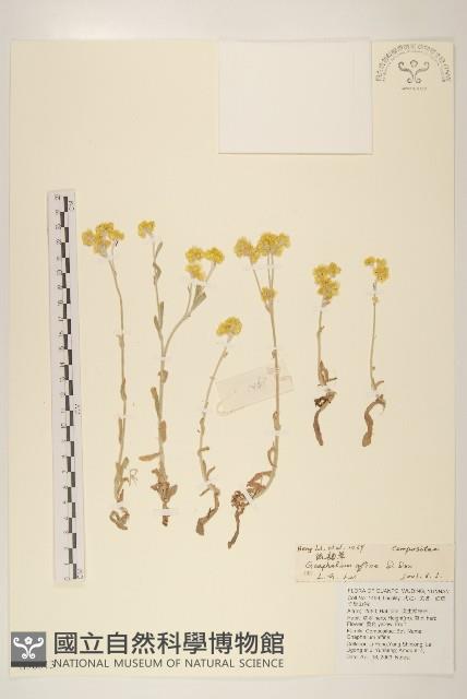 鼠麴草藏品圖，第1張