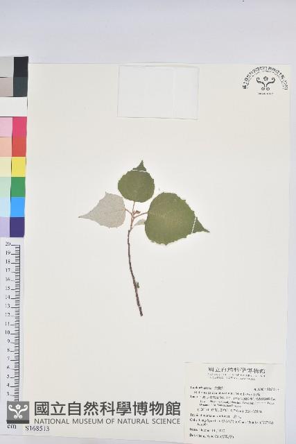 白匏子藏品圖，第1張