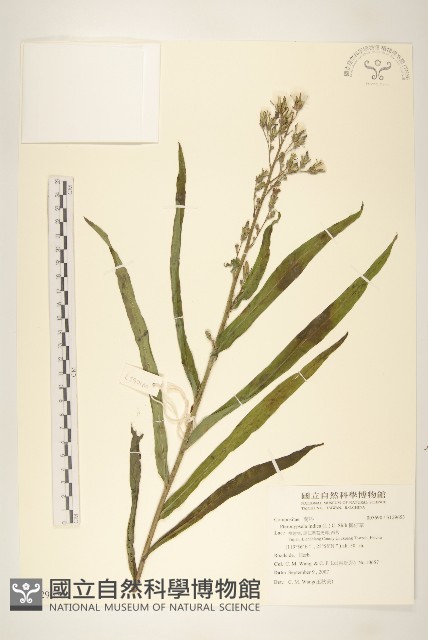 鵝仔草藏品圖，第1張