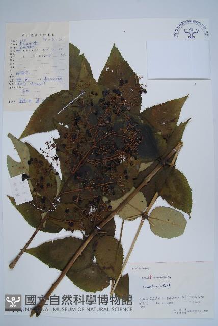 蔥木藏品圖，第1張