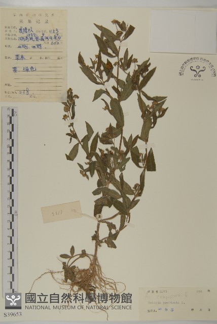 鱧腸藏品圖，第1張