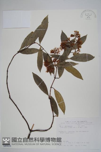 小錦蘭藏品圖，第1張