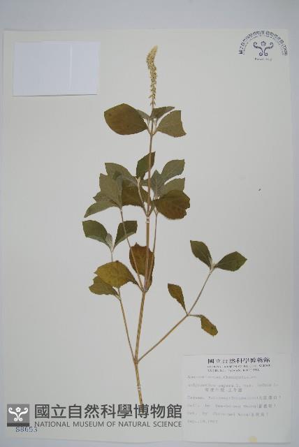 印度牛膝、土牛藤藏品圖，第1張