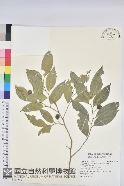 交力坪鐵色藏品圖，第1張