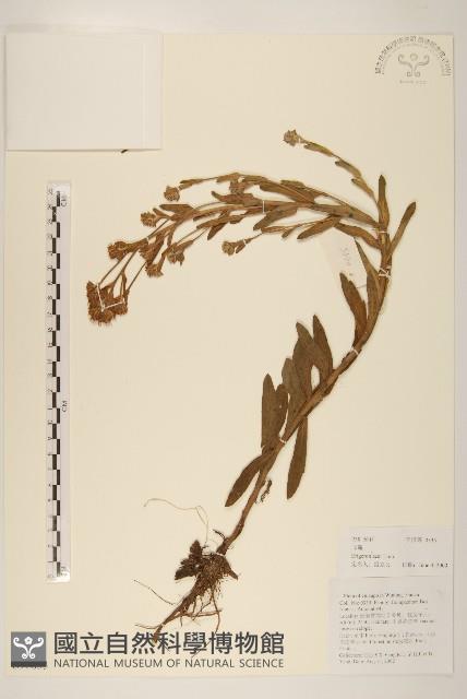 飛蓬藏品圖，第1張