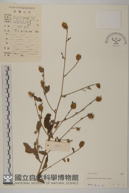 杓兒菜藏品圖，第1張