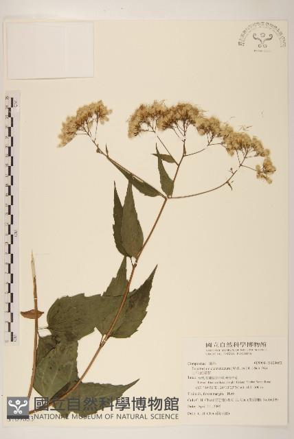 田代氏澤蘭藏品圖，第1張