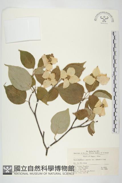 四照花藏品圖，第1張