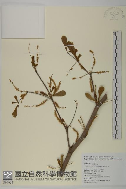 小葉欖仁藏品圖，第1張