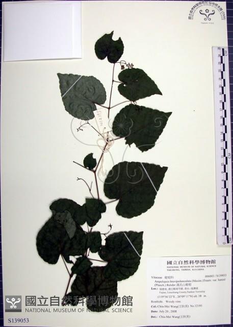 漢氏山葡萄藏品圖，第1張