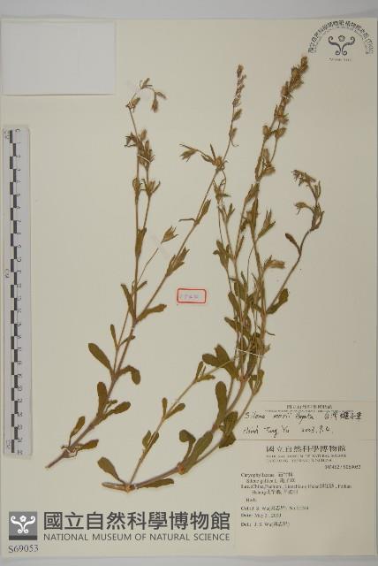 臺灣蠅子草藏品圖，第1張