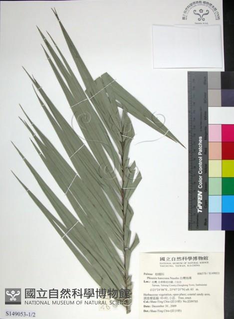 台灣海棗藏品圖，第1張