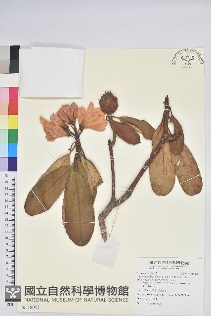 團花杜鵑藏品圖，第1張