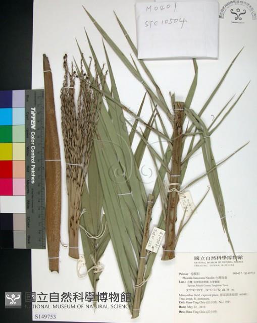 台灣海棗藏品圖，第1張