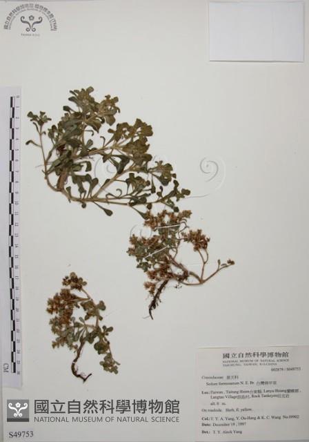 台灣佛甲草、石板菜藏品圖，第1張