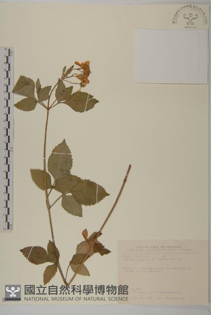 大花咸豐草藏品圖，第1張