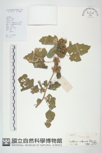 蒼耳藏品圖，第1張
