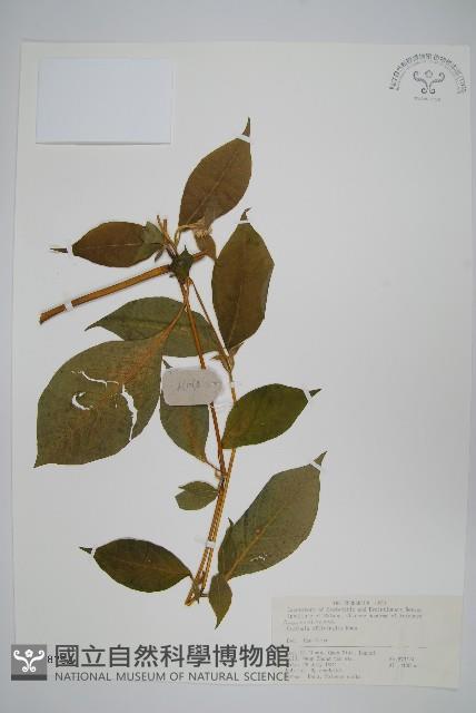 川牛膝藏品圖，第1張