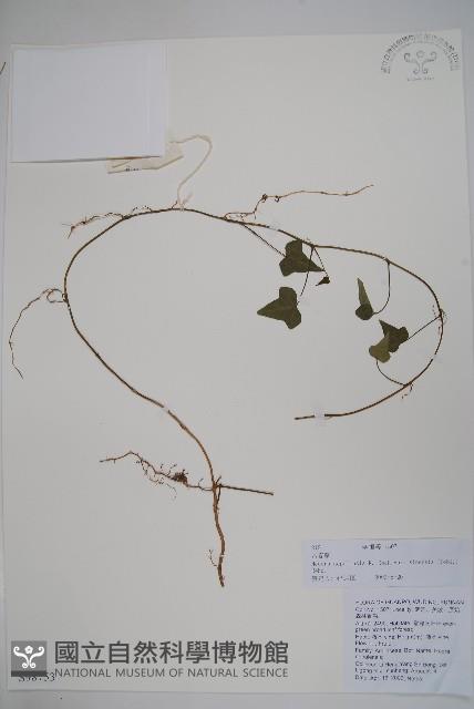 常春藤藏品圖，第1張