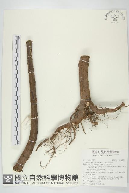 走馬胎藏品圖，第1張