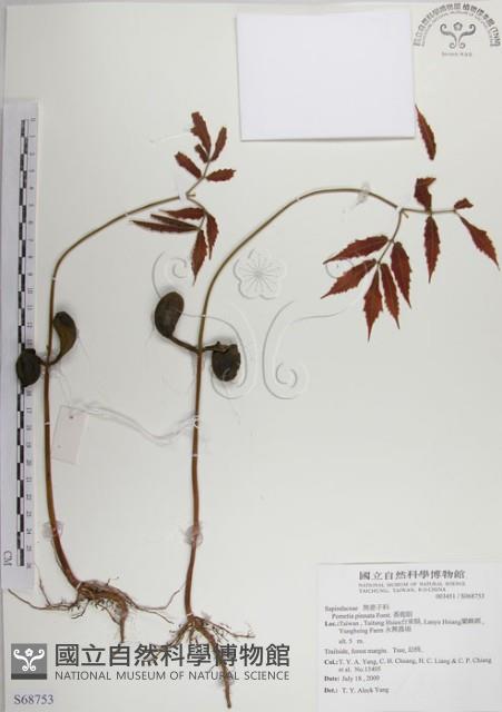 番龍眼藏品圖，第1張