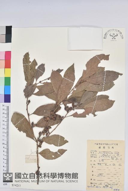 銀柴藏品圖，第1張